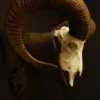 Skull of a mouflon ram.