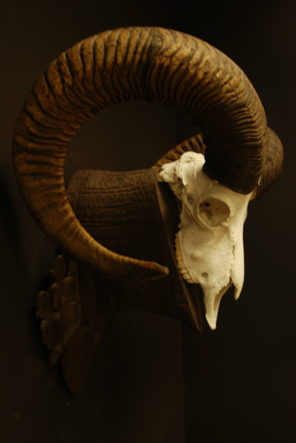 Schedel van een mouflon ram.