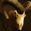 Mouflon skull on a wooden panel.