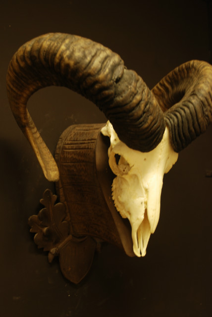 Mouflon skull on a wooden panel.