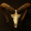 Mouflon schedel op een houten paneel.