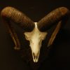 Mouflon skull on a wooden panel.