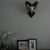 Mouflon skull on a wooden panel.