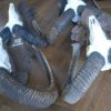 Mouflon skull on a wooden panel.