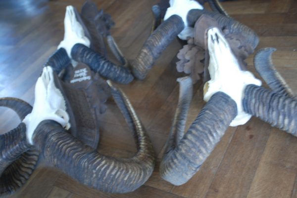 Mouflon skull on a wooden panel.