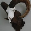 Skull of a mouflon.