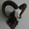 Skull of a mouflon.