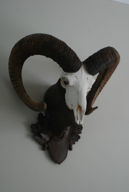 Skull of a mouflon.