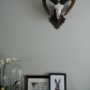 Old vintage skull of a Cape Buffalo.