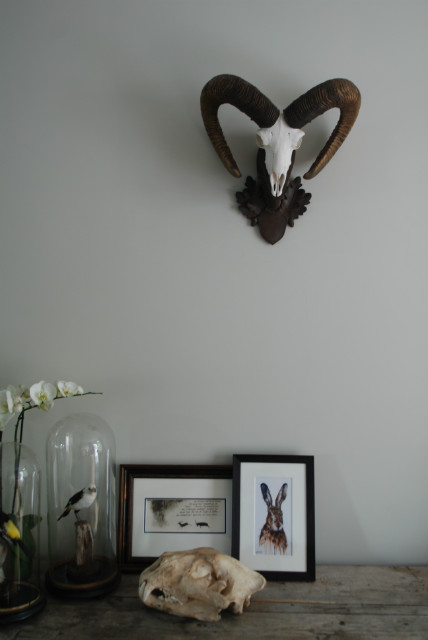 Skull of a mouflon.