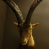 Stuffed head of a Spanish ibex