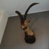 Stuffed head of a Spanish ibex