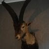 Stuffed head of a Spanish ibex