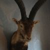Opgezette kop van een Spaanse steenbok.
