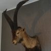 Stuffed head of a Spanish ibex