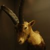 Stuffed head of a Spanish ibex