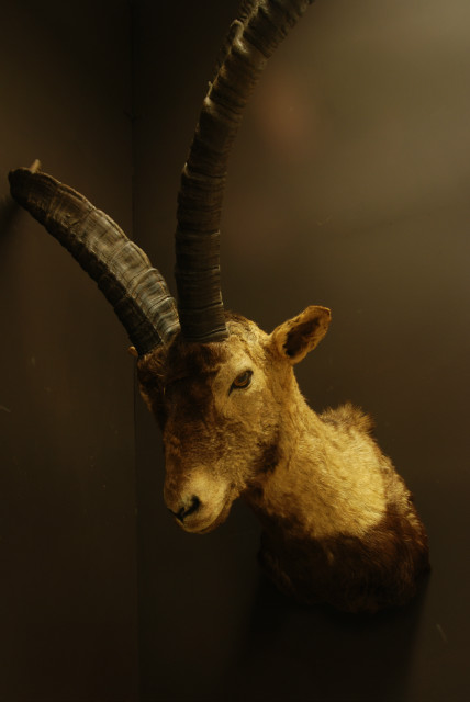 Stuffed head of a Spanish ibex