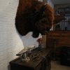 Enormous huntingtrophy / shouldermount of an American Bison. Excelent taxidermy.