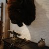 Enormous huntingtrophy / shouldermount of an American Bison. Excelent taxidermy.