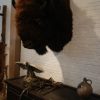 Enorme opgezette kop, jachttrofee van een Bison. Bisonkop.