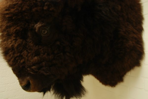 Enorme opgezette kop, jachttrofee van een Bison. Bisonkop.