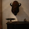 Enormous huntingtrophy / shouldermount of an American Bison. Excelent taxidermy.