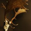 Pair of antlers, skull of a fallow deer.