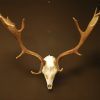 Pair of antlers, skull of a fallow deer.