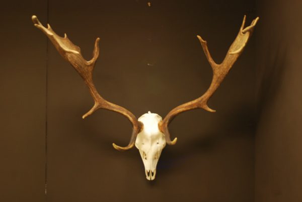 Pair of antlers, skull of a fallow deer.