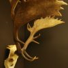 Nice antlers, skull of a fallow deer.
