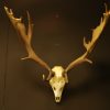 Nice antlers, skull of a fallow deer.