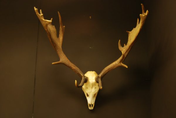 Nice antlers, skull of a fallow deer.