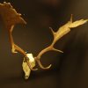 Pair of antlers, skull of a fallow deer.