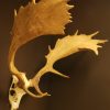 Skull with hughe antlers of a follow deer.