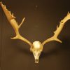 Huge pair of antler, skull of a Canadian Moose