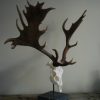 Unique and abnorm pair of antlers, of a fallow deer on a hard stone base.