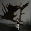 Unique and abnorm pair of antlers, of a fallow deer on a hard stone base.