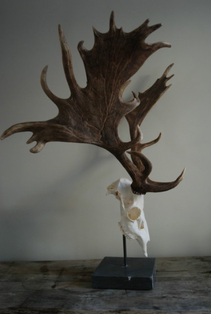 Unique and abnorm pair of antlers, of a fallow deer on a hard stone base.