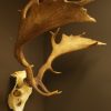 Huge pair of antlers of a fallow deer.