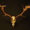 Strong pair of antlers of a fallow deer.