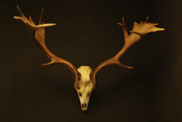 Huge pair of antlers of a fallow deer.