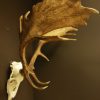 Nice skull with huge antlers. Fallow deer.