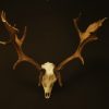 Mouflon skull on a wooden panel.