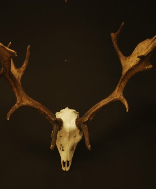 Nice skull with huge antlers. Fallow deer.