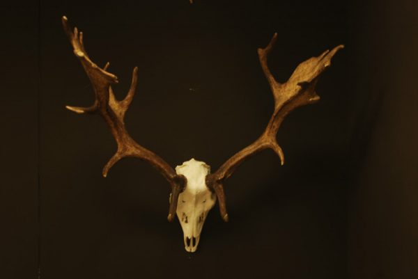 Nice skull with huge antlers. Fallow deer.