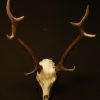 Skull, antlers of a sika deer.