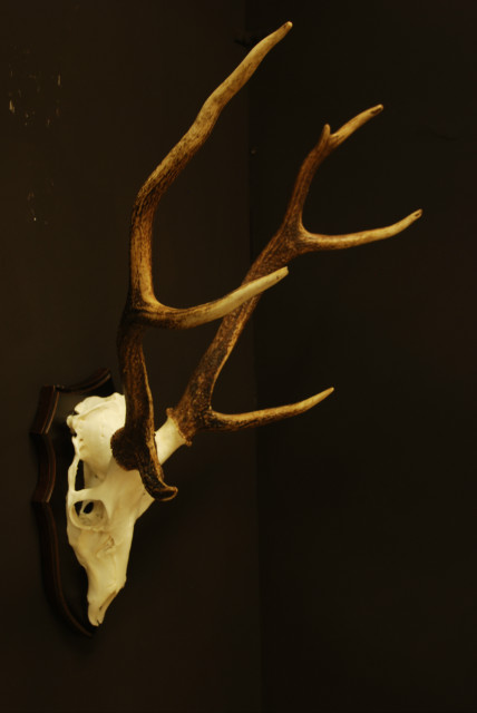 Mooie schedel van een sika hert.