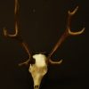 Antlers, skull of a fallow deer.