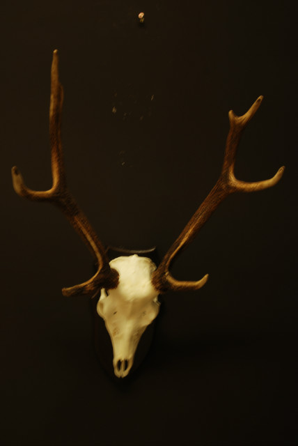 Skull of a sika deer. Antlers.