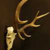 Antlers of a sika deer. Skull.